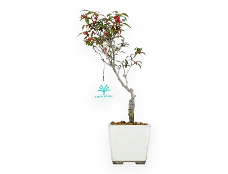 Bonsai di Ilex da 31 cm | Vaso quadrato beige