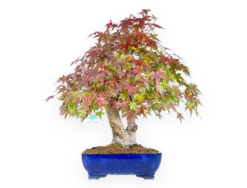 Maple bonsai 54 cm | Blue rectangular pot