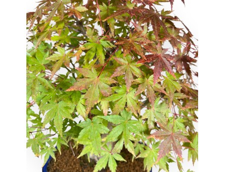 Esdoorn bonsai van 54 cm | Rechthoekige blauw pot