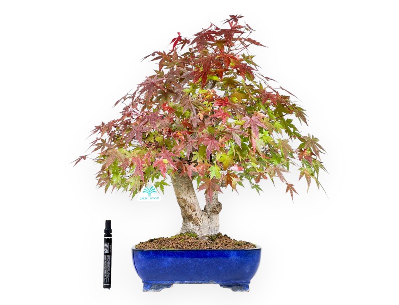 Bonsaï de Érable de 54 cm | Pot rectangulaire bleu