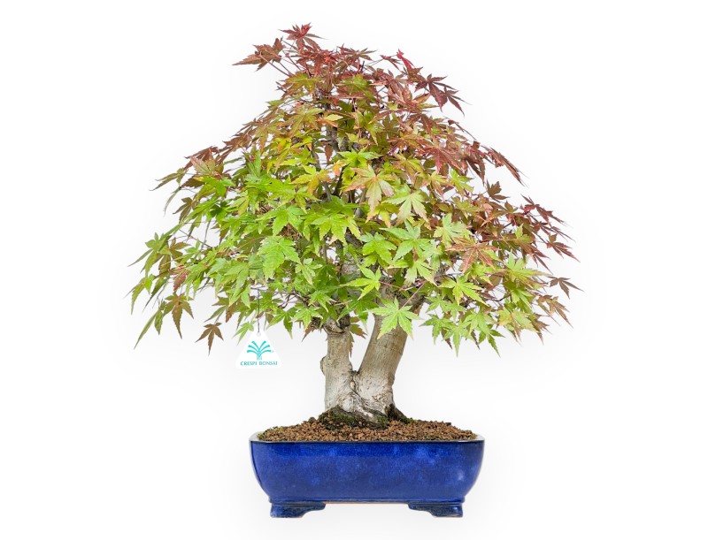 Esdoorn bonsai van 54 cm | Rechthoekige blauw pot