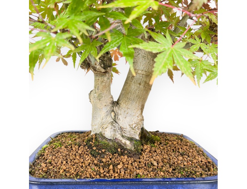 Bonsaï de Érable de 54 cm | Pot rectangulaire bleu