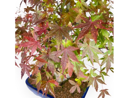 Ahorne Bonsai von 54 cm | Rechteckiger blau Topf