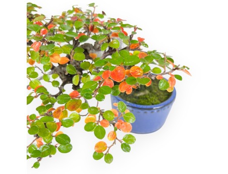 Cotoneaster bonsai 19 cm | Blue round pot