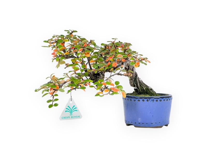 Cotoneaster bonsai 19 cm | Blue round pot