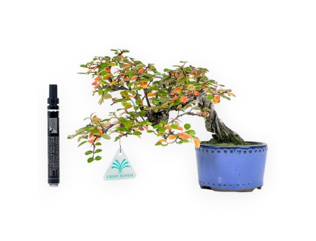 Cotoneaster bonsai 19 cm | Blue round pot
