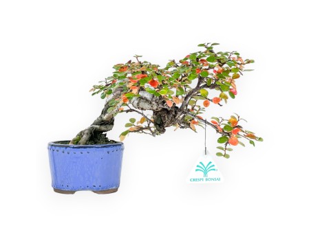 Cotoneaster bonsai 19 cm | Blue round pot