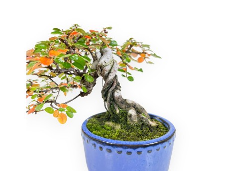 Cotoneaster bonsai 19 cm | Blue round pot