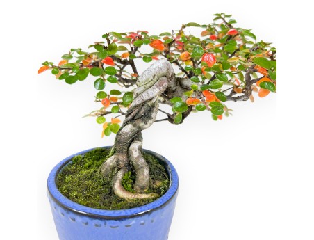 Cotoneaster bonsai 19 cm | Blue round pot
