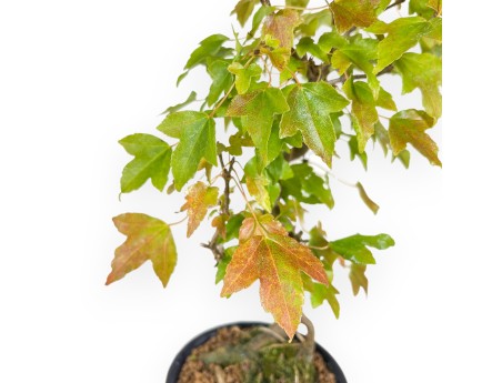 Esdoorn bonsai van 30 cm | Ronde blauw pot