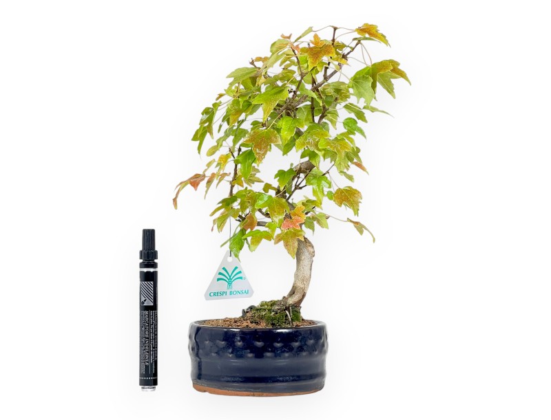 Bonsaï de Érable de 30 cm | Pot rond bleu