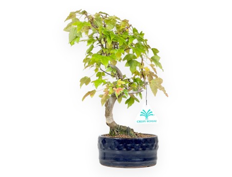 Maple bonsai 30 cm | Blue round pot