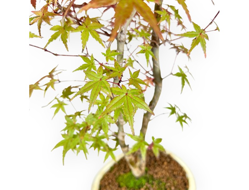 Esdoorn bonsai van 60 cm | Ovaal beige pot