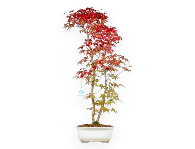 Maple bonsai 60 cm | Beige oval pot