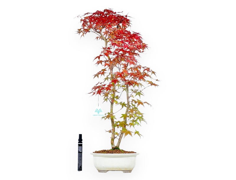 Maple bonsai 60 cm | Beige oval pot