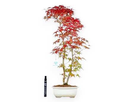 Esdoorn bonsai van 60 cm | Ovaal beige pot