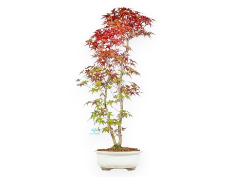 Maple bonsai 60 cm | Beige oval pot