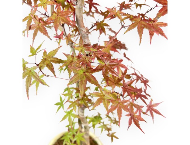 Esdoorn bonsai van 60 cm | Ovaal beige pot 2