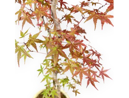 Bonsaï de Érable de 60 cm | Pot ovale beige