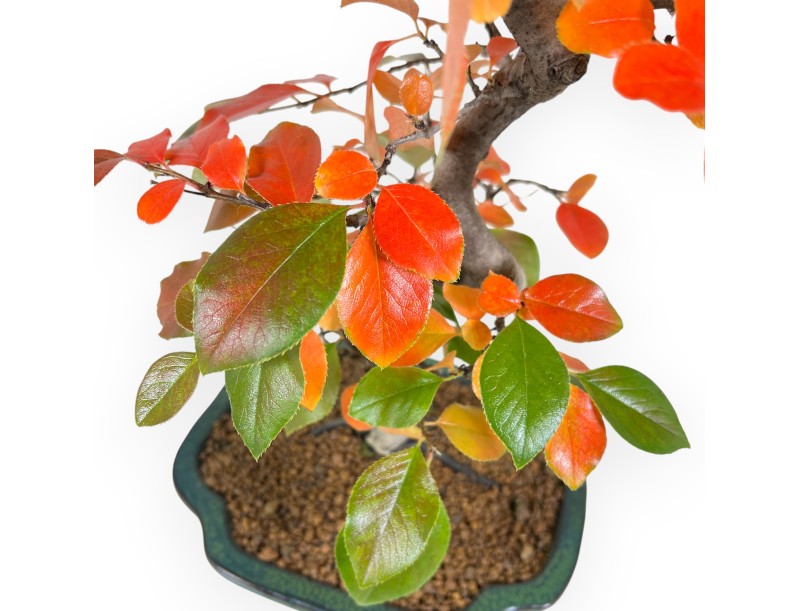 Pseudocydonia bonsai van 46 cm | Wolk groen pot