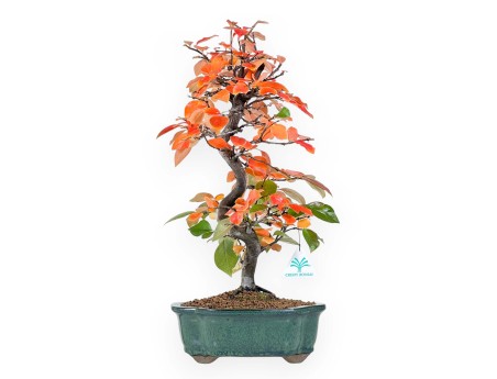 Pseudocydonia Bonsai von 46 cm | Wolke grün Topf