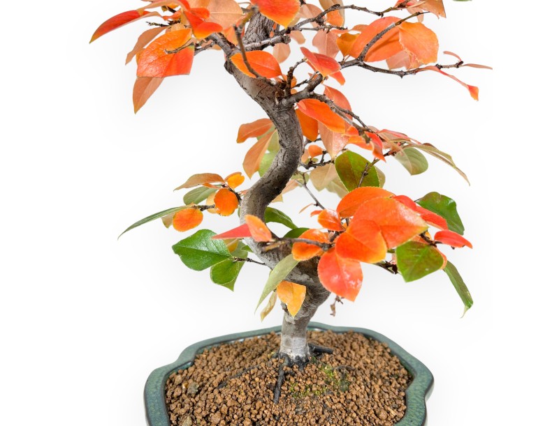 Pseudocydonia Bonsai von 46 cm | Wolke grün Topf