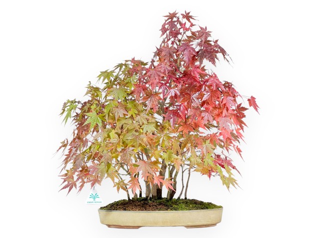 Maple bonsai 60 cm |Beige oval pot