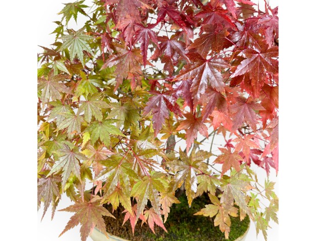 Maple bonsai 60 cm |Beige oval pot 2