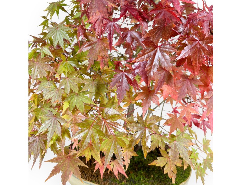 Maple bonsai 60 cm |Beige oval pot