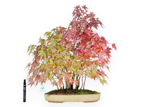 Bonsai di acero da 60 cm | Vaso ovale beige