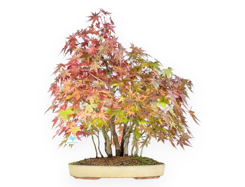 Esdoorn bonsai van 60 cm | Ovaal beige pot