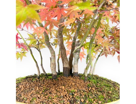 Bonsái de arce de 60 cm | Maceta oval beige