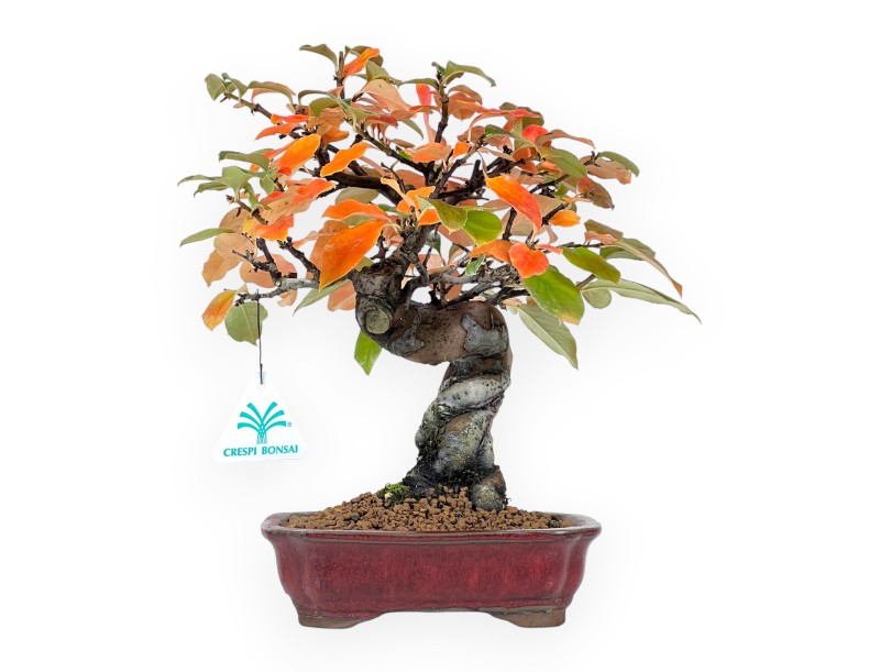 Pseudocydonia bonsai van 28 cm | Rechthoekige rood pot