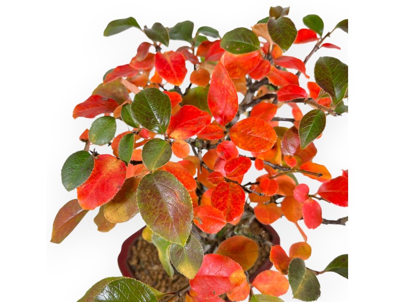 Bonsai di Pseudocydonia da 28 cm | Vaso rettangolare rosso