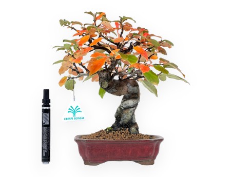 Pseudocydonia Bonsai von 28 cm | Rechteckiger rot Topf
