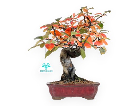 Pseudocydonia bonsai 28 cm | Red rectangular pot