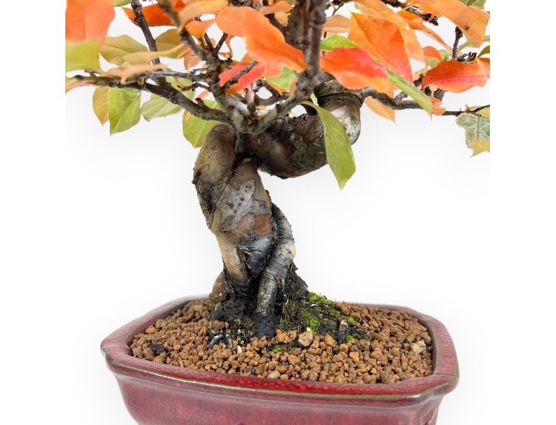 Pseudocydonia bonsai van 28 cm | Rechthoekige rood pot