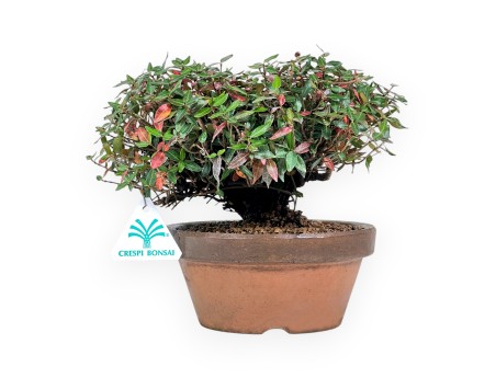 Trachelospermum bonsai 19 cm|Pot rond de culture non émaillé