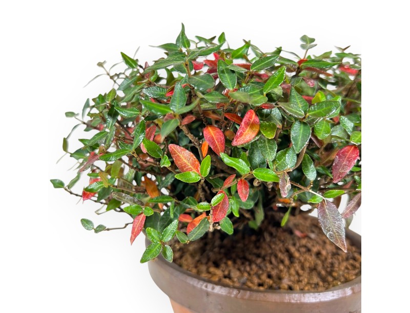 Trachelospermum bonsai 19cm|Rond ongeglazuurd terracotta pot