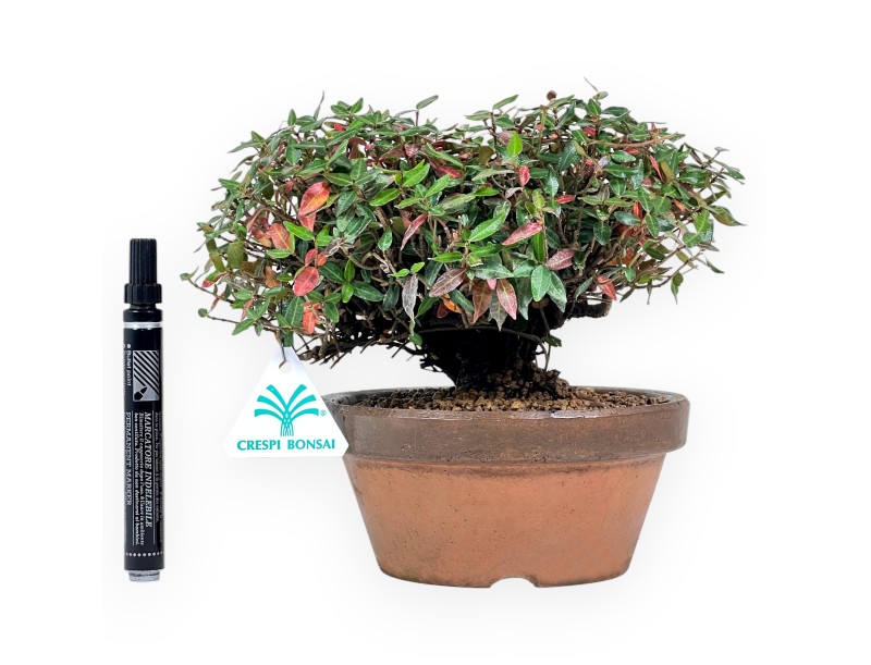 Trachelospermum bonsai 19 cm| Maceta redonda de terracota