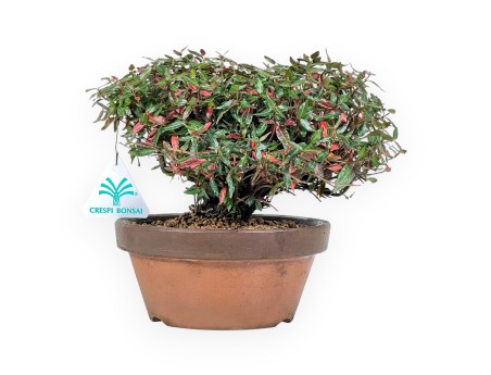 Trachelospermum Bonsai 19 cm | Runder Terrakotta Topf
