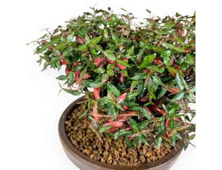 Trachelospermum bonsai 19cm|Rond ongeglazuurd terracotta pot