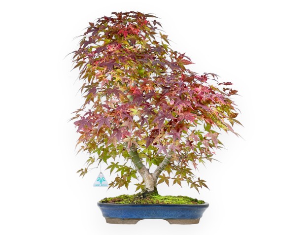 Bonsai di acero da 61 cm | Vaso ovale blu