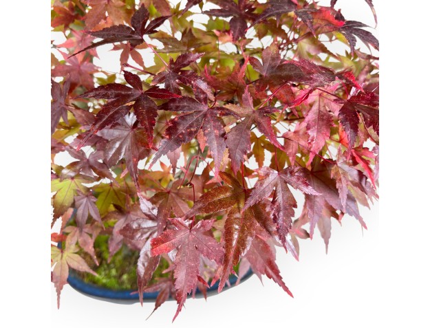 Maple bonsai 61 cm | Blue oval pot 2