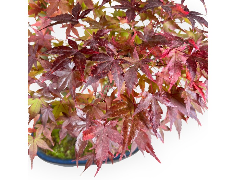 Maple bonsai 61 cm | Blue oval pot