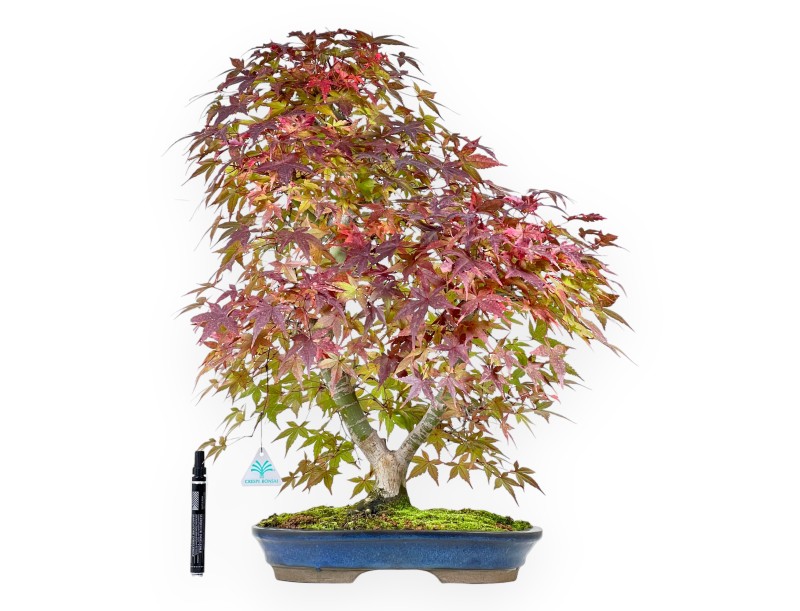 Maple bonsai 61 cm | Blue oval pot