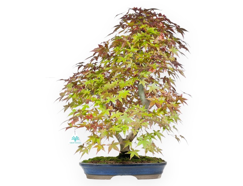 Bonsái de arce de 61 cm | Maceta oval azul