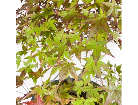 Maple bonsai 61 cm | Blue oval pot