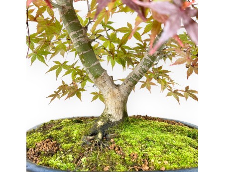Esdoorn bonsai van 61 cm | Ovaal blauw pot