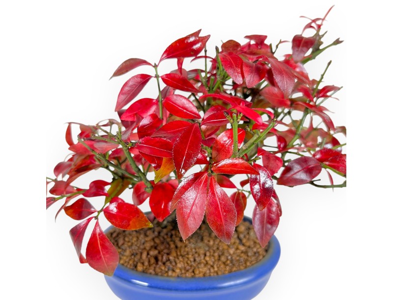 Euonymus alatus bonsaï 23 cm | Pot ovale bleu